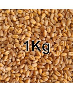 WHEAT GRAIN KG