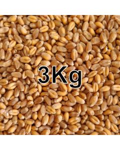 WHEAT GRAIN 3KG