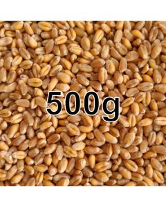 WHEAT GRAIN 500G